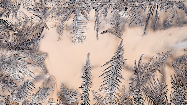 Winter Emergence – fine art nature photography