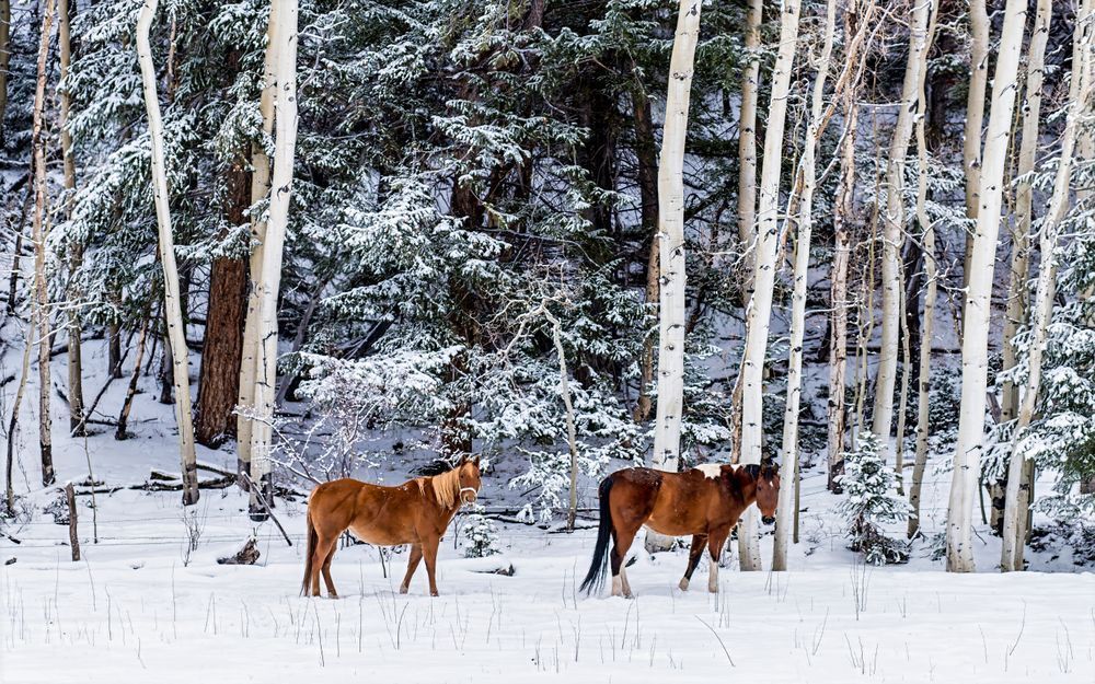 Stillness and Stride – rodeo action photography