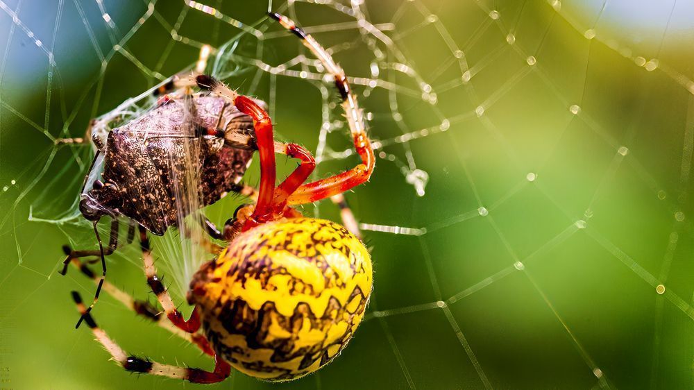 The Weavers Feast – fine art nature photography