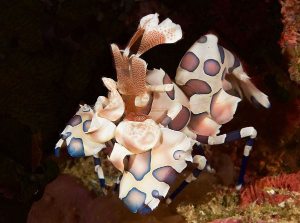 Underwater Macro