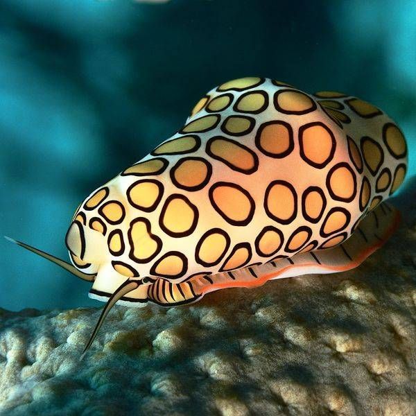 UNDERWATER MACRO IMAGES (4)
