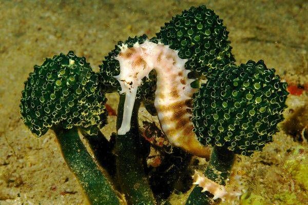 Spiny SeaHorse