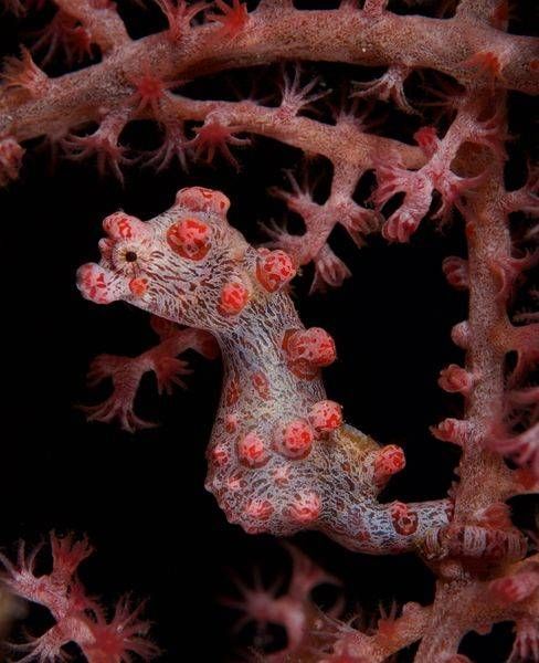 UNDERWATER MACRO IMAGES (1)