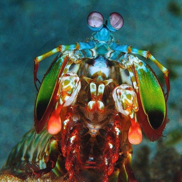 UNDERWATER MACRO IMAGES