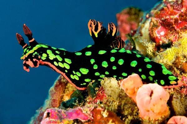 Nembrotha Kubaryana nudibranch