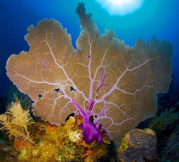 Underwater Scenic Images Asf (4) Steve Rosenberg