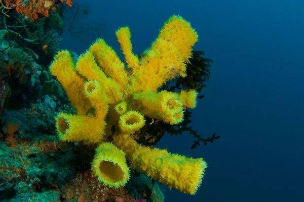 Yellow Tube Sponge - Wakatobi, Galaxy dive site