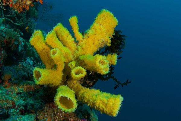 Underwater Scenics