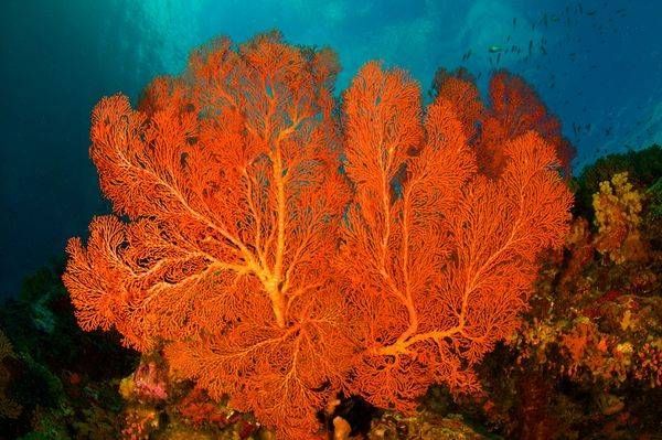 Underwater Scenic Images Asf (2) Steve Rosenberg