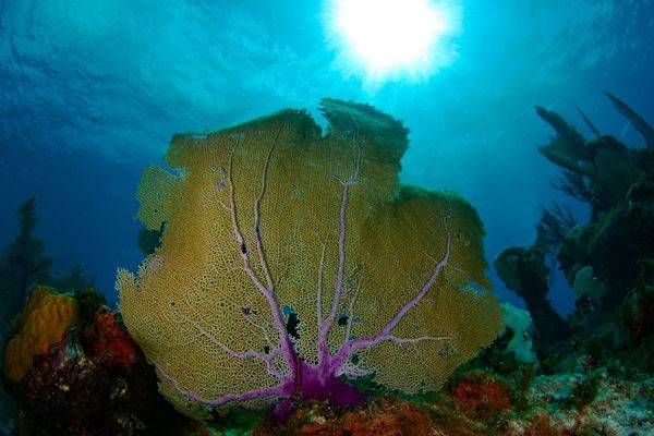 Underwater Scenic Images Asf (5) Steve Rosenberg