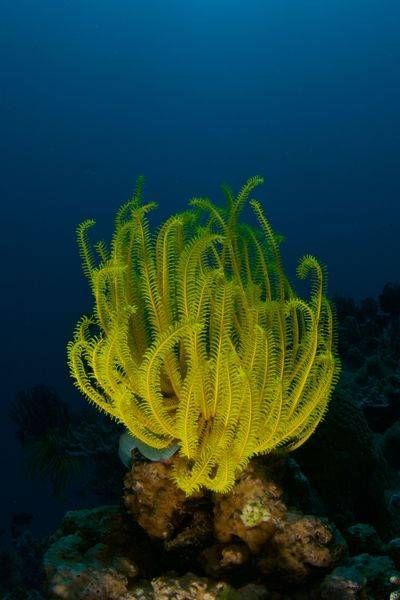 Underwater Scenic Images Asf (3) Steve Rosenberg
