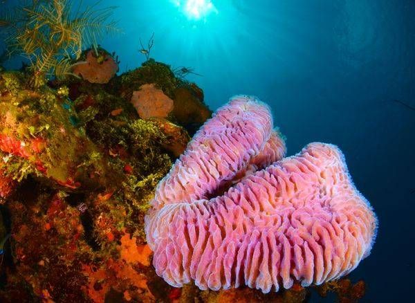 Underwater Scenic Images Asf (7) Steve Rosenberg