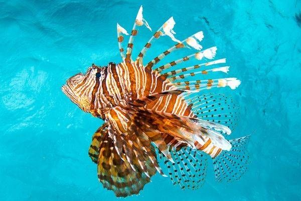 Lionfish
