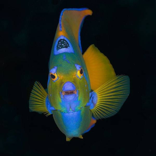 FISH Images (5)