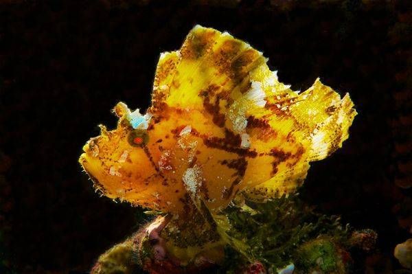 Leaffish