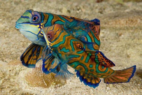 Mandarinfish
