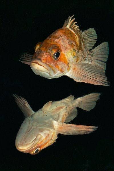 FISH Images (4)