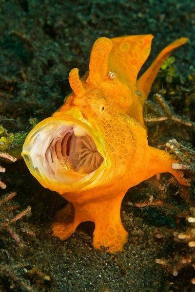 Painted Frogfish