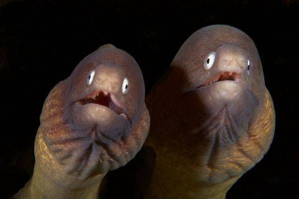 EEL Images (1)