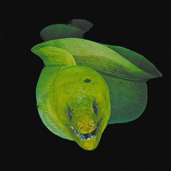 Eel