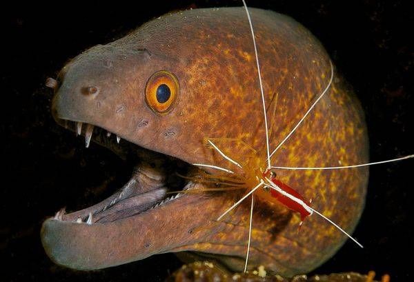 Yellowmargin Moray with cleaner shrimp