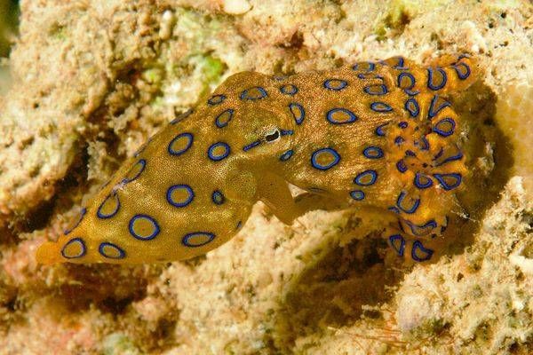 Cephlapod Images: Blue Ring Octopus - Philippines