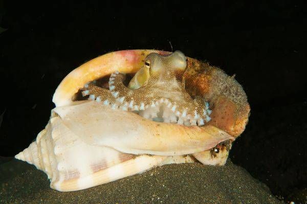 cephlapod images: coconut octopus in shell, Lembeh Strait