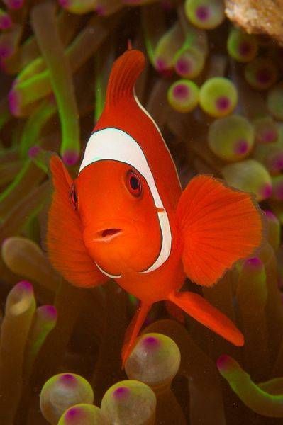 A Spinecheek Anemonefish