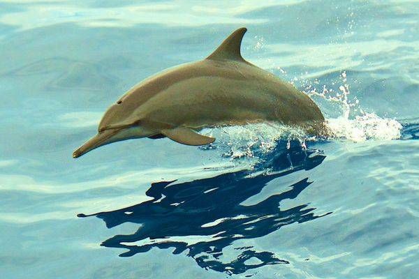 ABOVE WATER CRITTER Images