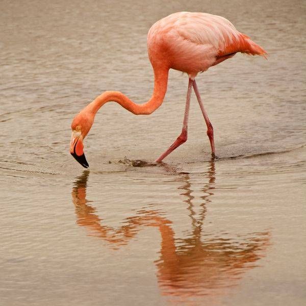 ABOVE WATER CRITTER Images (3)