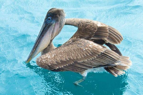 ABOVE WATER CRITTER Images (2)