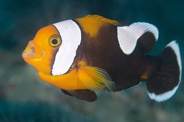 Anemone Fish