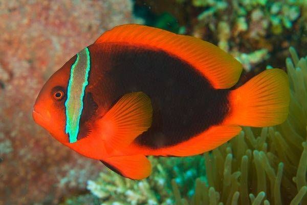 Anemonefish images: Tomato clownfish - Philippines