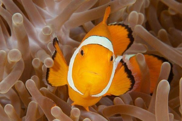 A closeup of an Ocellaris Clownfish