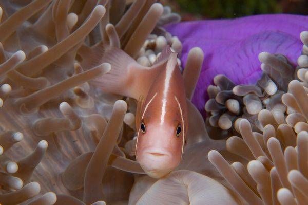 A pink skunk anemonefish