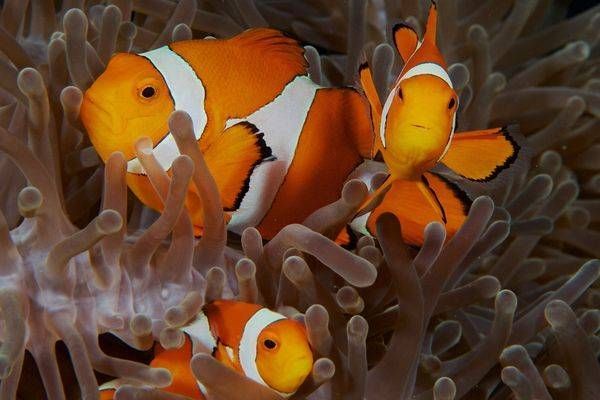 A Family of False Clownfish (Amphiprion ocellaris)