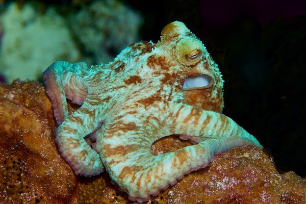 Cephlapod