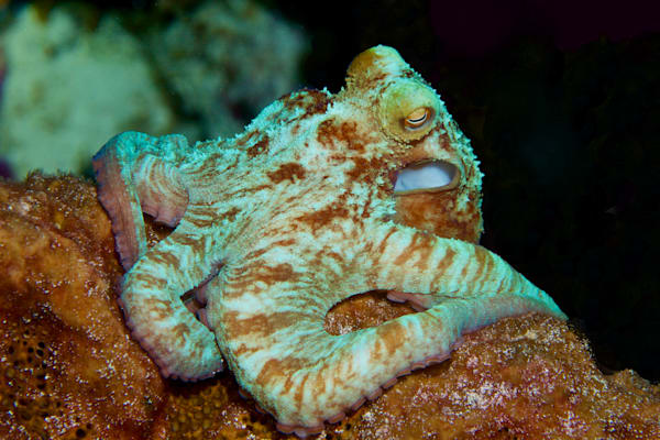 cephlapod images: reef octopus,  night dive - Roatan