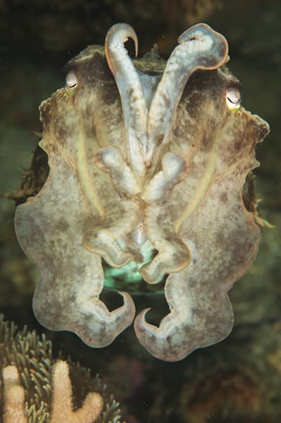 cephlapod images: broadclub cuttlefish - Lembeh Strait