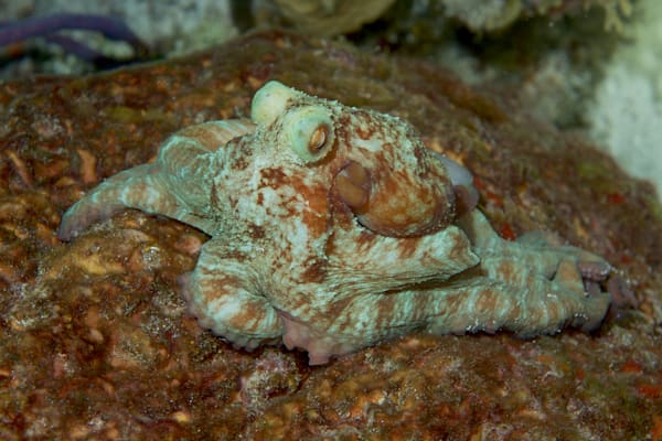 cephlapod images: reef octopus - night dive - Cozumel