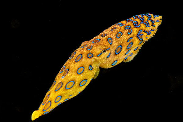 Cephlapod Images: blue ring octopus, Magic Pier, Muck dive, Wakatobi