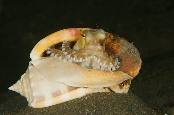 cephlapod images: coconut octopus in shell, Lembeh Strait
