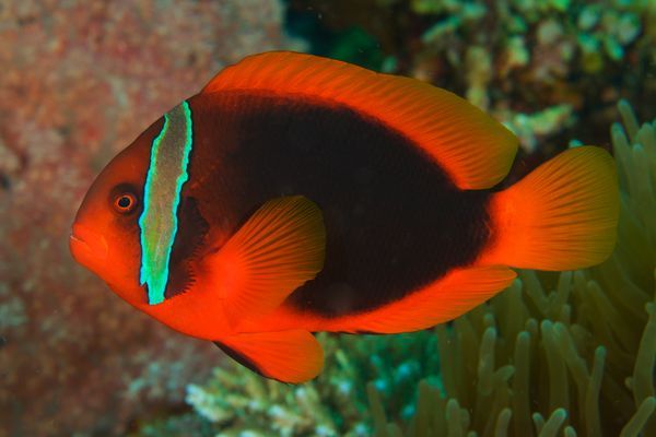 Anemone Fish