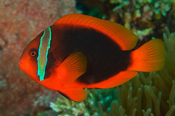 Anemonefish images: Tomato clownfish - Philippines