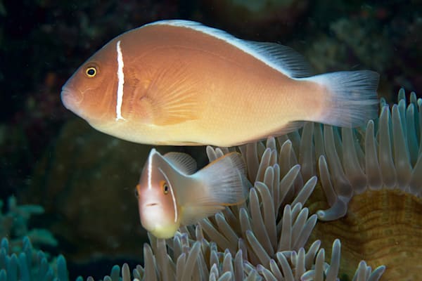 Anemonefish images: Pink skunk clownfish - Philippines