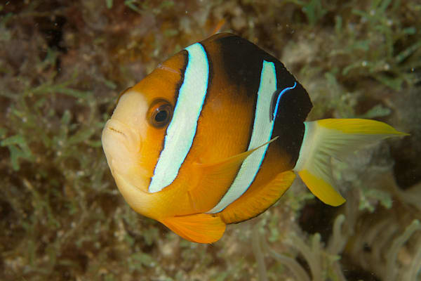 Anemonefish images: Clark's anemonefish - Wakatobi Resort, Sulawesi