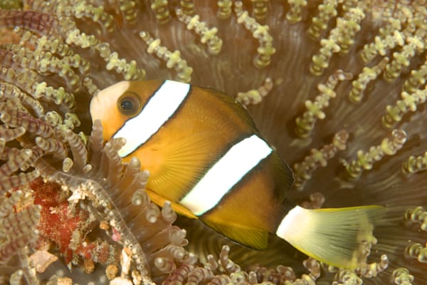 Anemonefish images:  Clark's anemonefish- Philippines