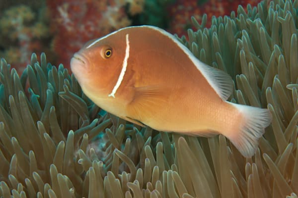 Anemonefish images: Pink skunk clownfish - Philippines