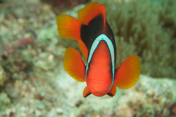 Anemonefish images: Tomato clownfish - Philippines