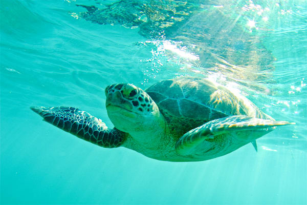 sea turtle images: green sea turtle - Cayman Islands